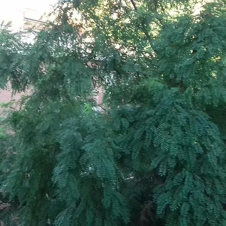 Апартаменти La Finestra Sul Bosco Трієст